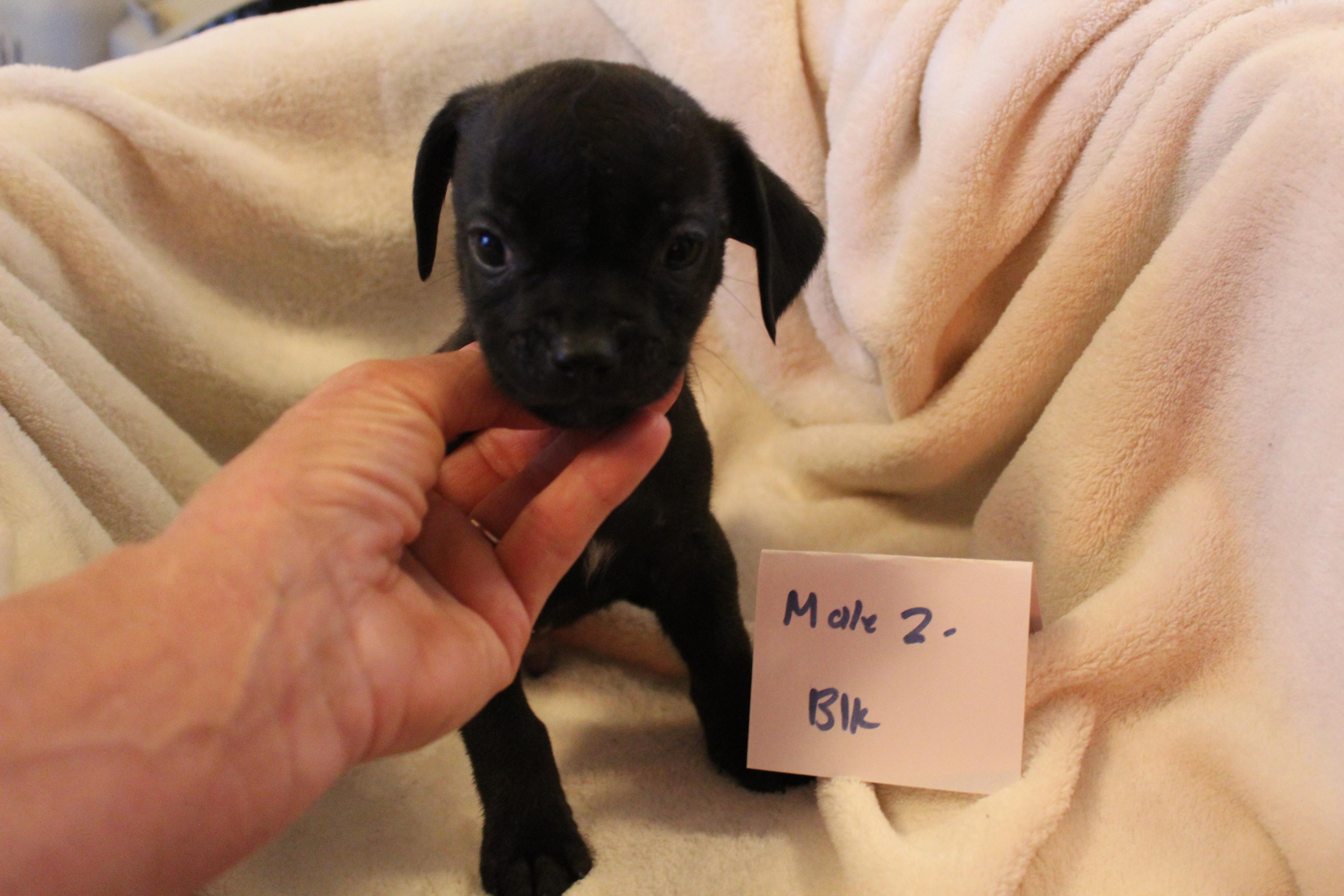 Enlarge Dewey, an adopted mixed breed in Imperial Beach, CA image 3/5