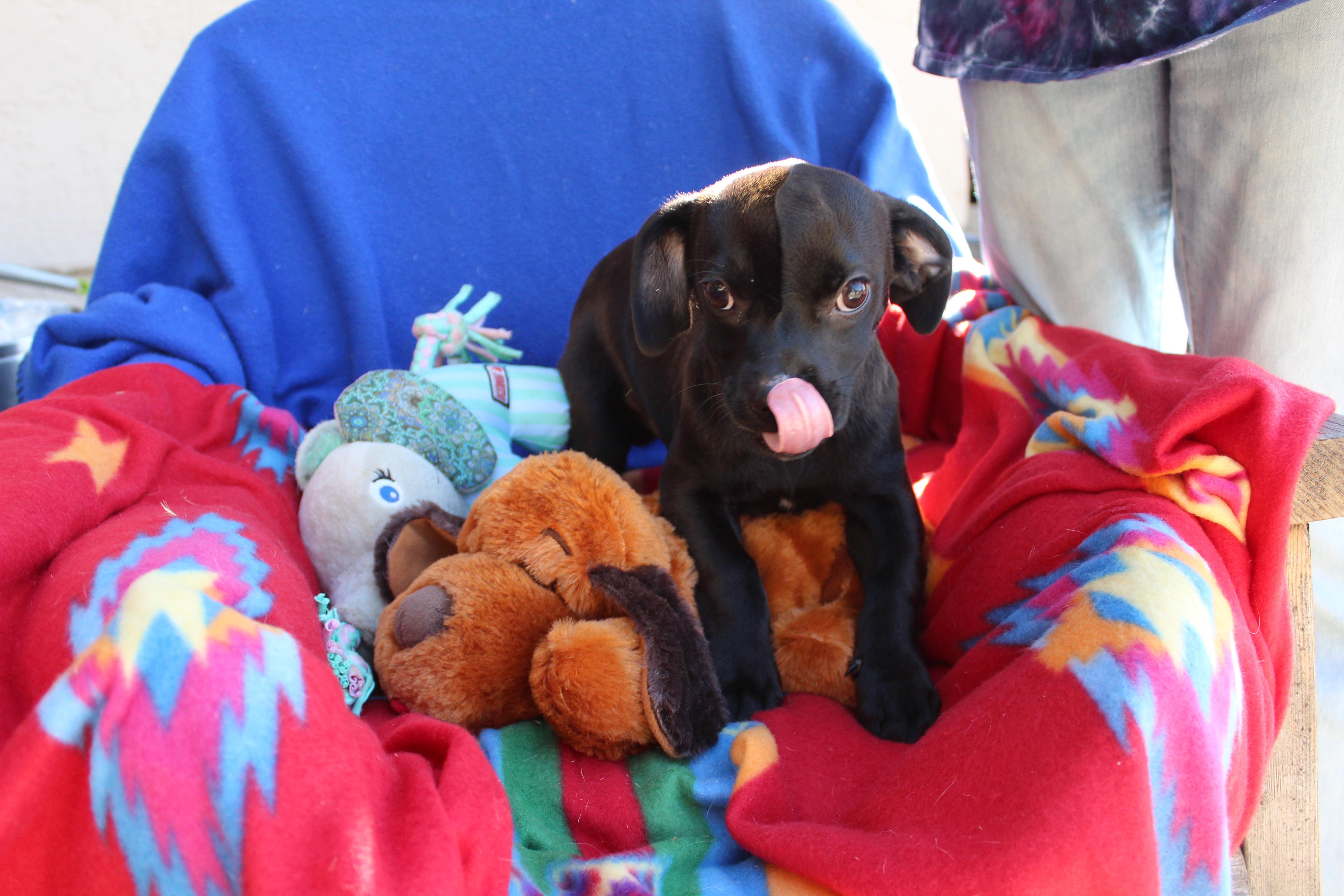 Enlarge Dewey, an adopted mixed breed in Imperial Beach, CA image 4/5