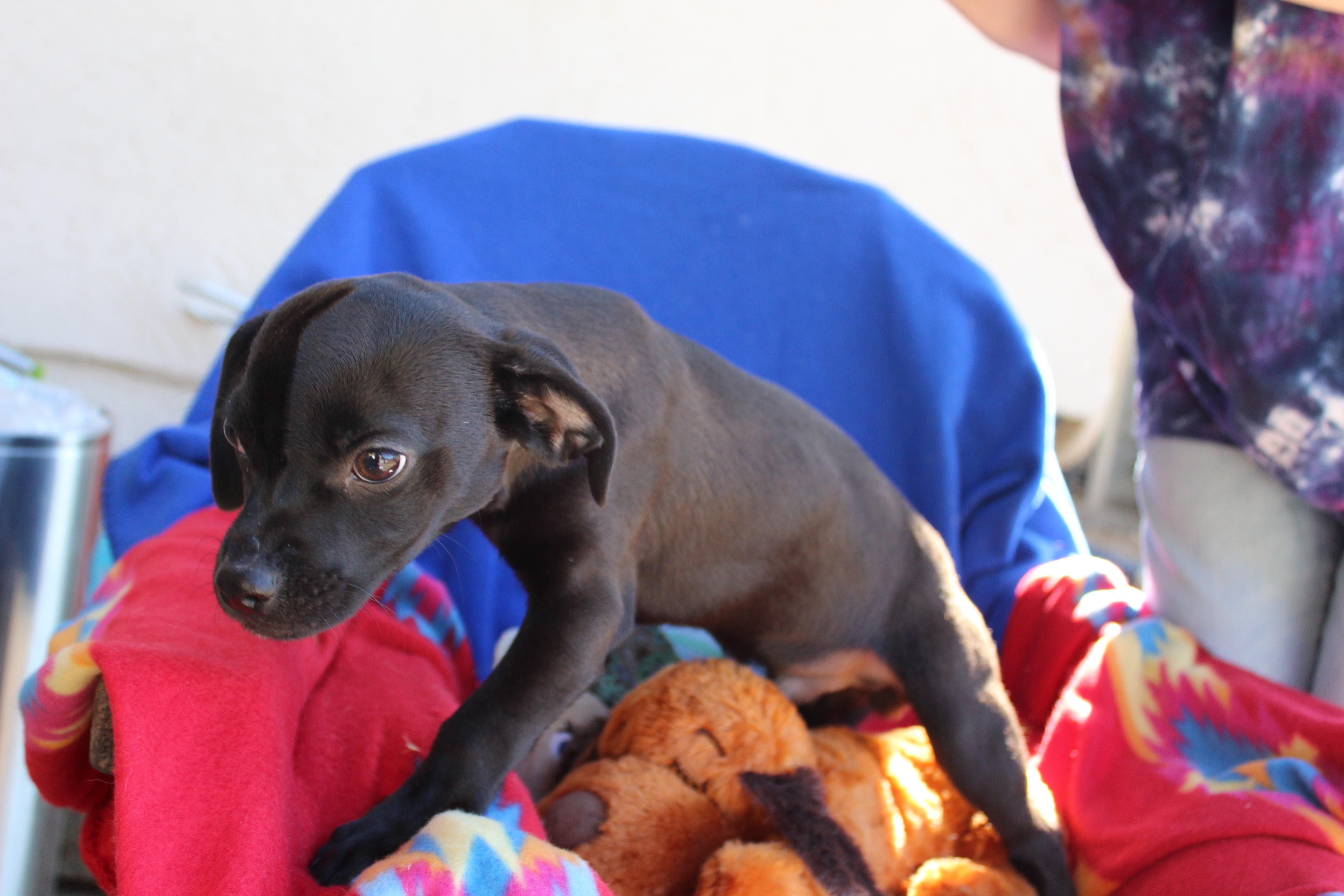 Enlarge Dewey, an adopted mixed breed in Imperial Beach, CA image 5/5
