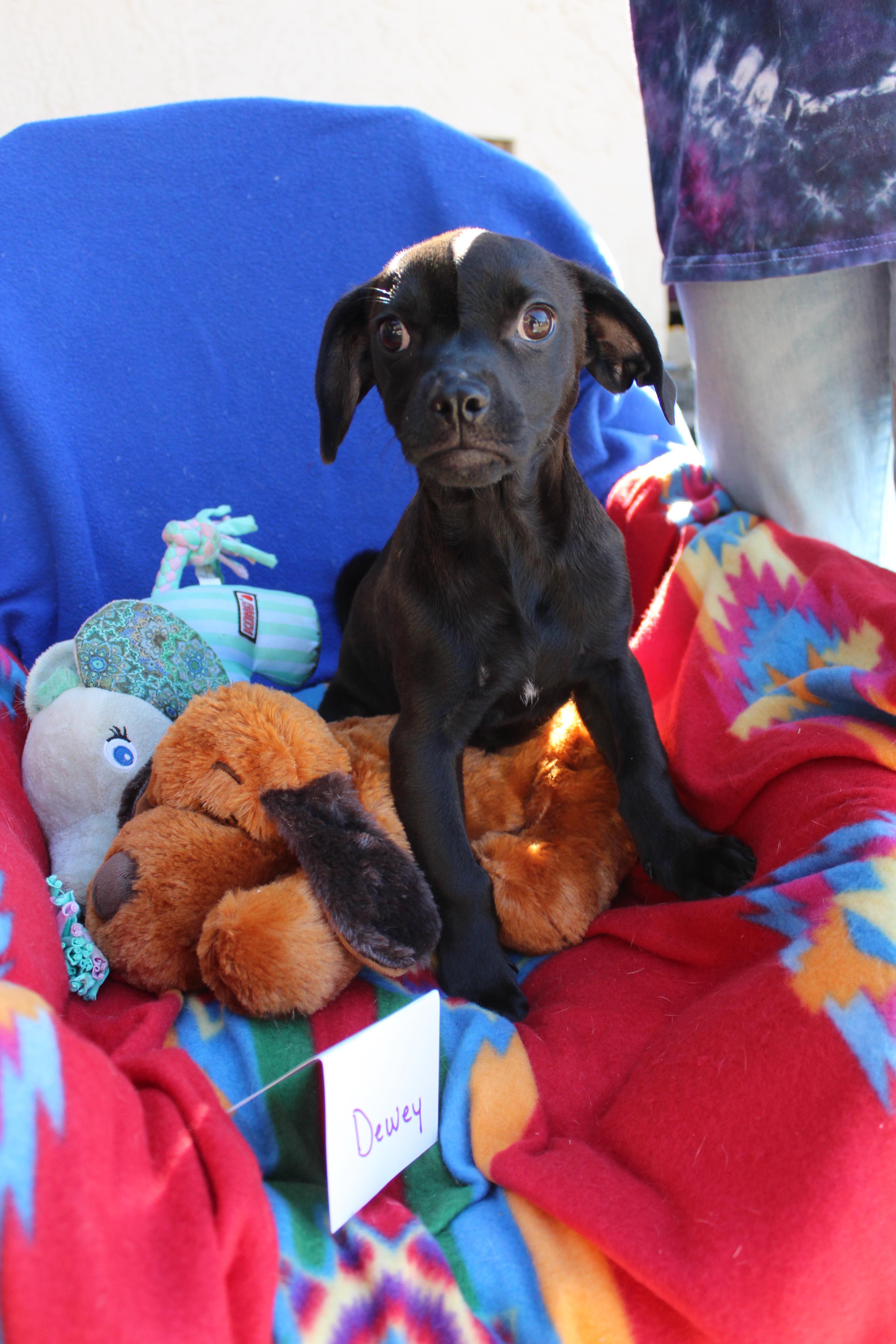 Enlarge Dewey, an adopted mixed breed in Imperial Beach, CA image 1/5