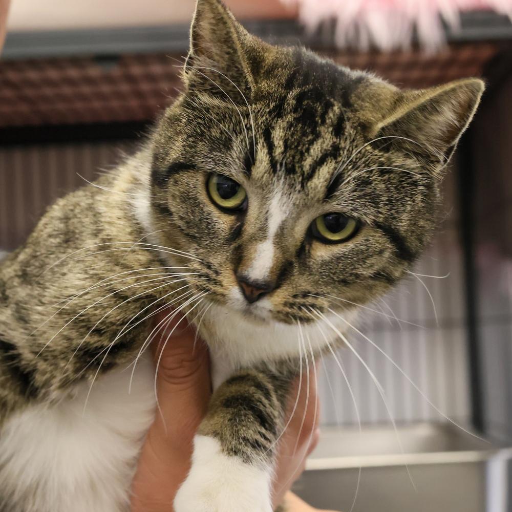 Enlarge **Cat Cafe** Teasha, a Adoptable Domestic Short Hair in Topeka, KS image 1/5