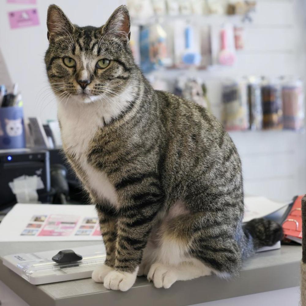 Enlarge **Cat Cafe** Teasha, a Adoptable Domestic Short Hair in Topeka, KS image 3/6