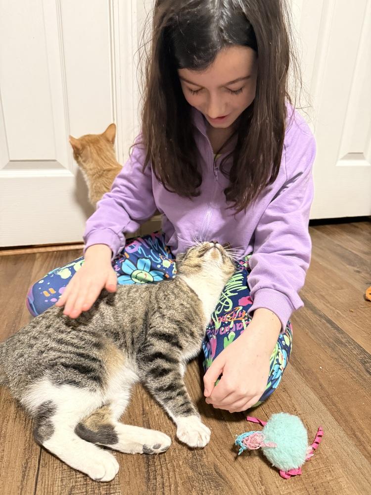 Enlarge **Cat Cafe** Teasha, a Adoptable Domestic Short Hair in Topeka, KS image 4/5