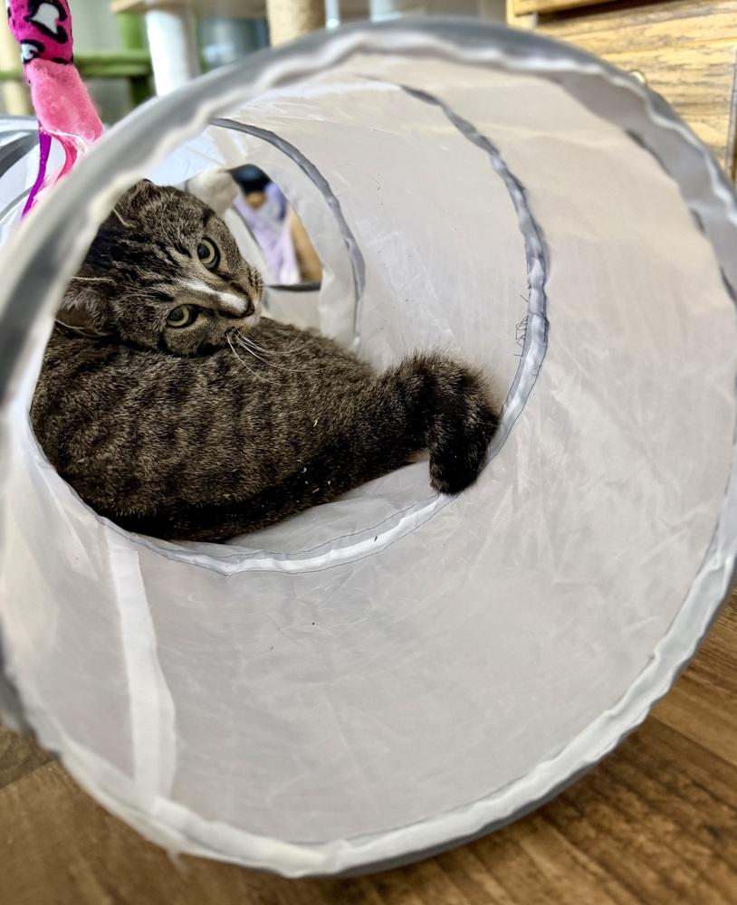 Enlarge **Cat Cafe** Teasha, a Adoptable Domestic Short Hair in Topeka, KS image 5/5