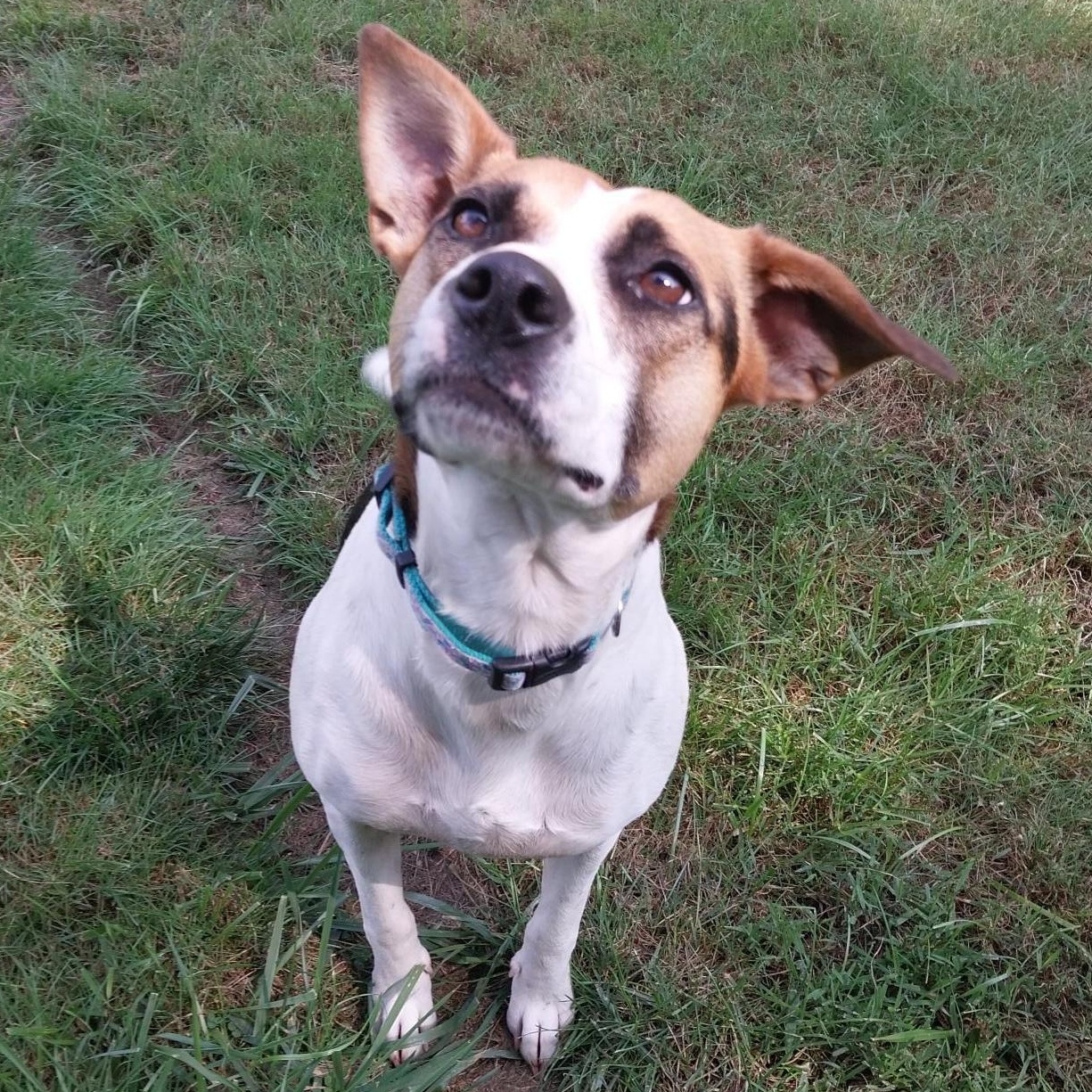 Marla (Courtesy Post), an adoptable Feist in Cedar Mountain, NC, 28718 | Photo Image 2