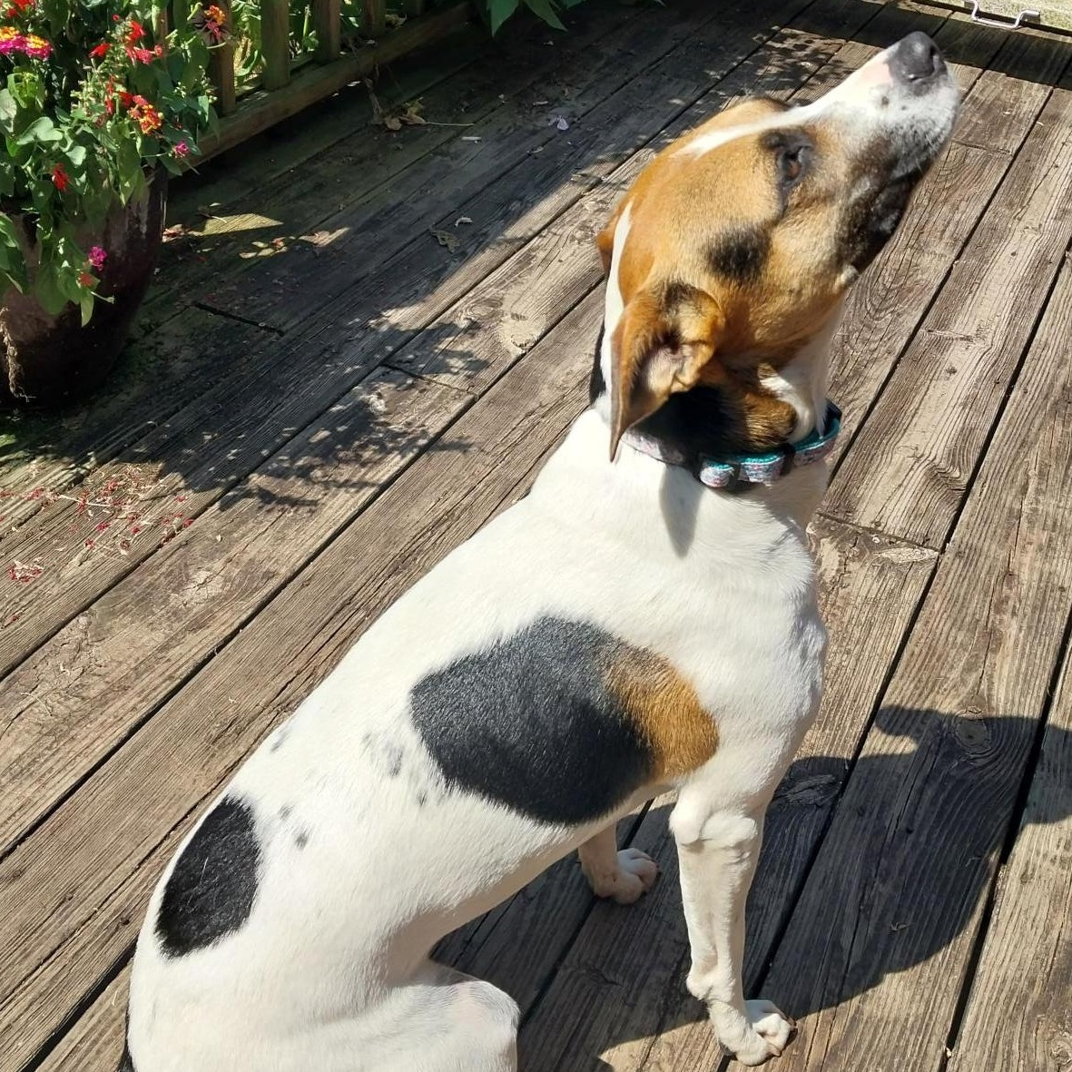 Marla (Courtesy Post), an adoptable Feist in Cedar Mountain, NC, 28718 | Photo Image 3