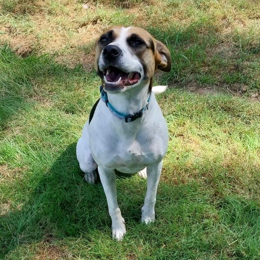 Marla (Courtesy Post), an adoptable Feist in Cedar Mountain, NC, 28718 | Photo Image 4