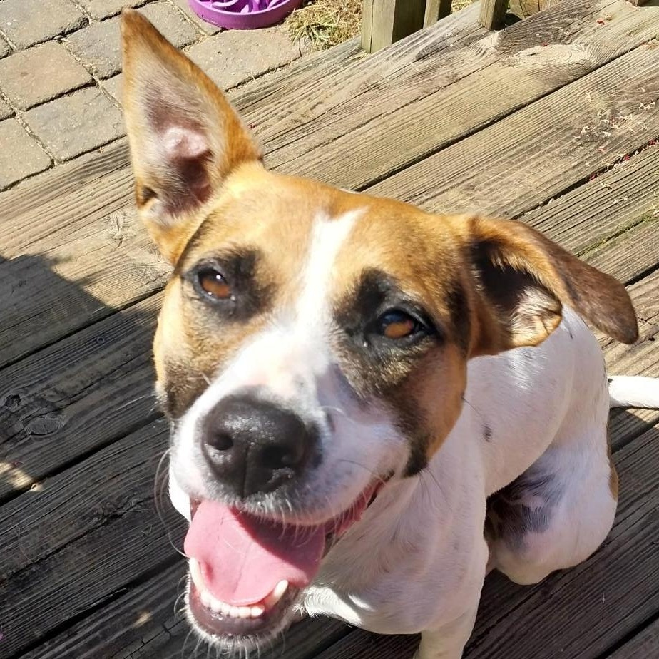 Marla (Courtesy Post), an adoptable Feist in Cedar Mountain, NC, 28718 | Photo Image 1