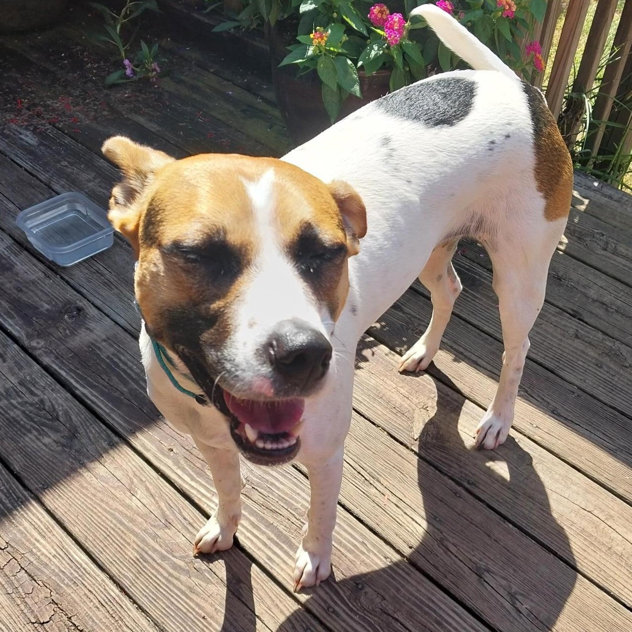 Marla (Courtesy Post), an adoptable Feist in Cedar Mountain, NC, 28718 | Photo Image 5