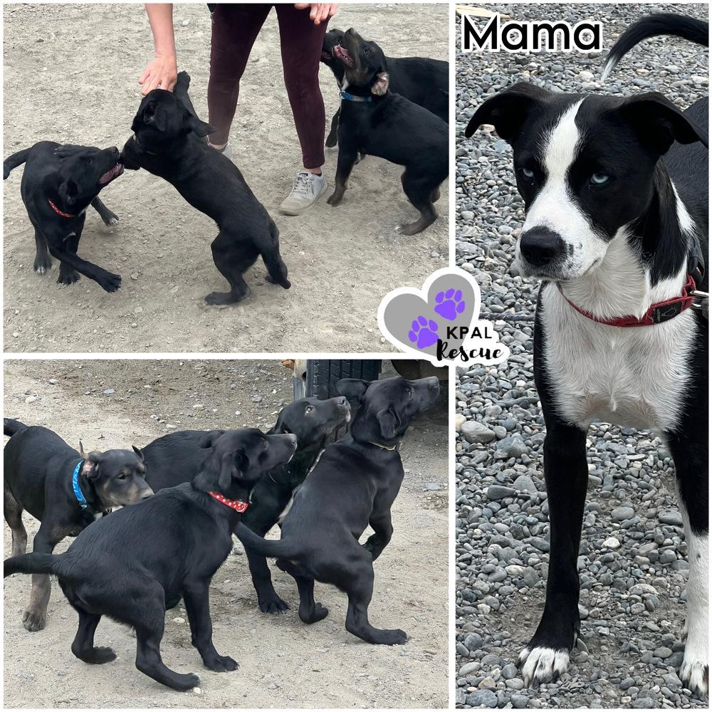 Eggs Beny - Breakfast Bites Litter, Adoptable, Puppy Male Mixed Breed & Mixed Breed.