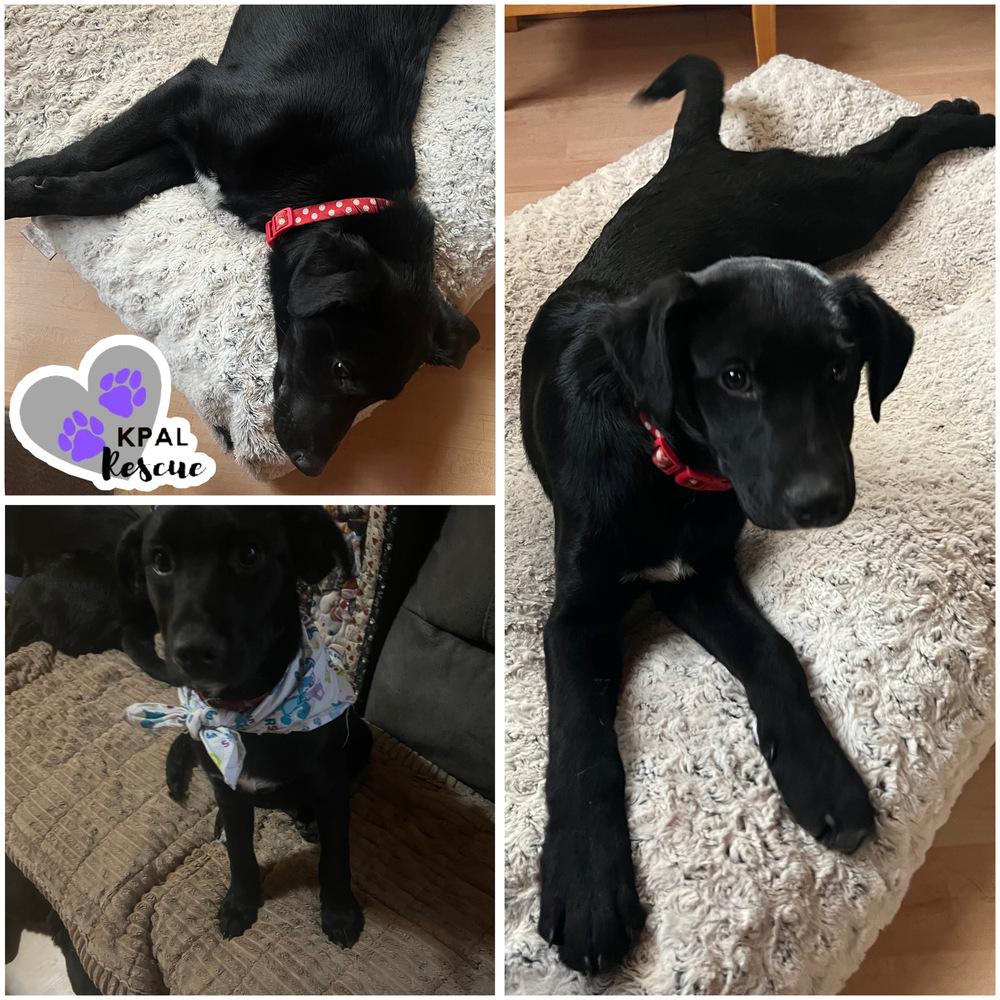 Enlarge Eggs Beny - Breakfast Bites Litter, a Adoptable mixed breed in Kenai, AK image 2/2