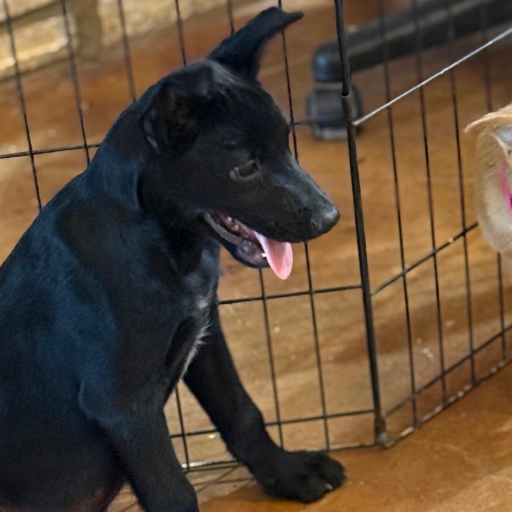 Enlarge Ozzie, an adopted mixed breed in San Saba, TX image 1/1