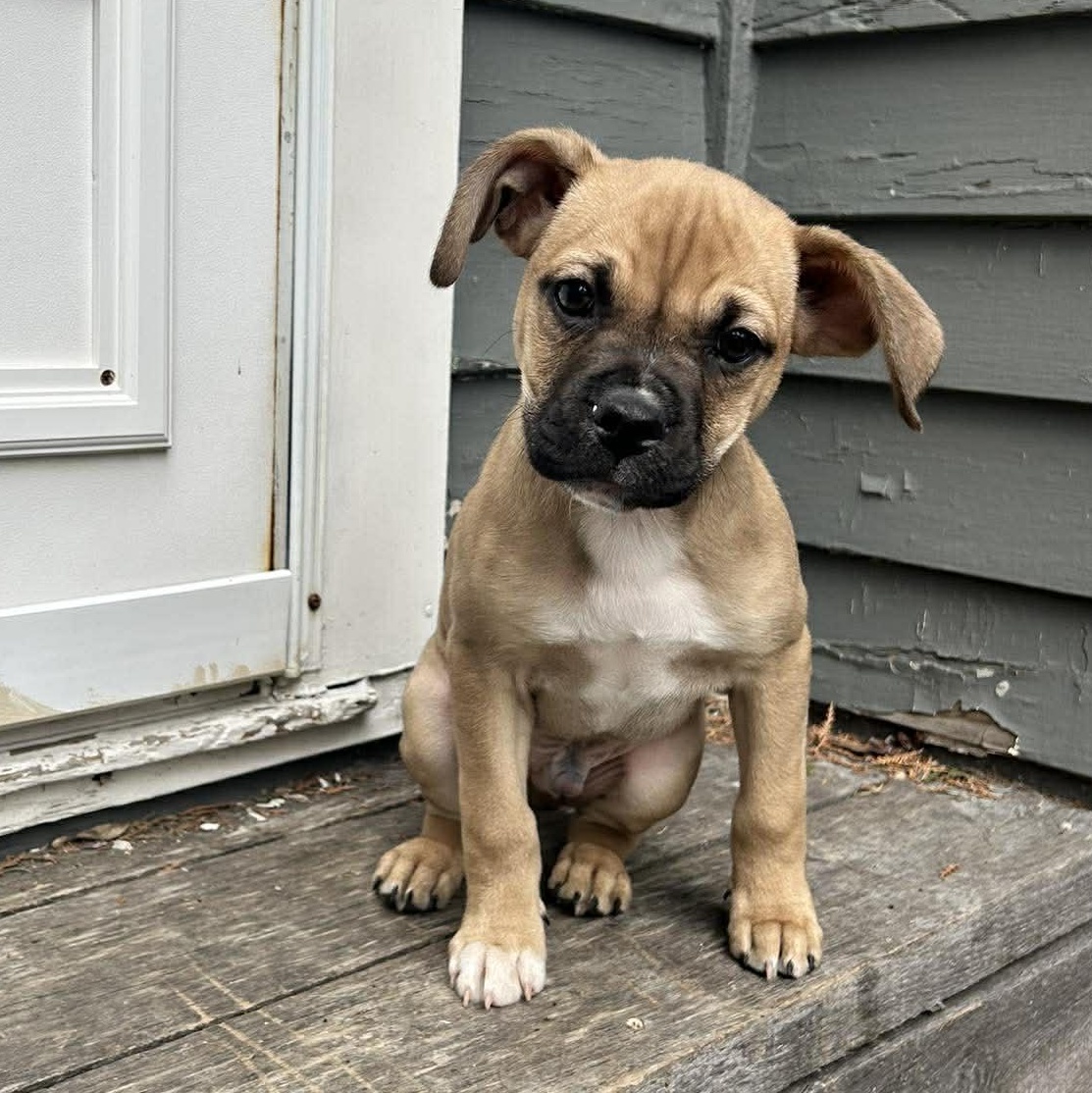 Herzl, Adoptable, Puppy Male English Bulldog.