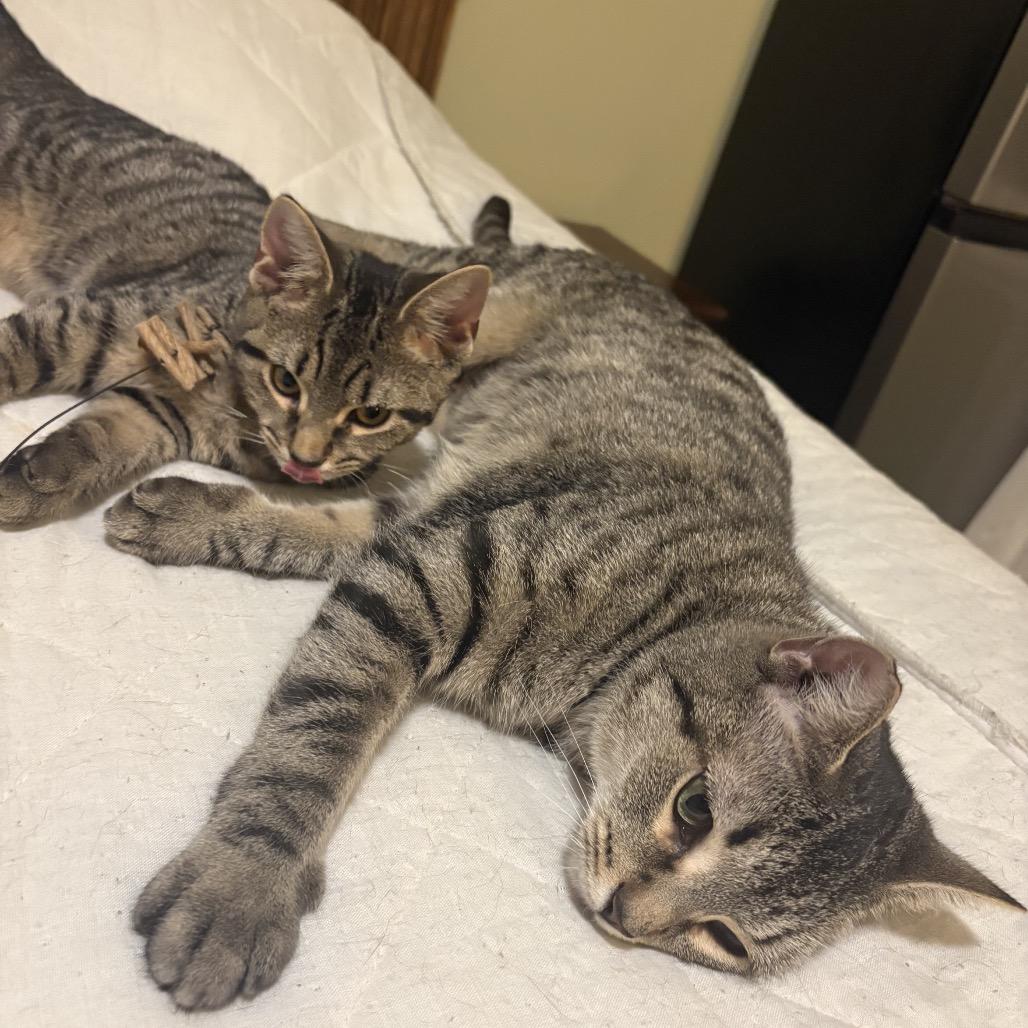 Leo, a Adoptable Domestic Short Hair in Germantown, MD image 1/6