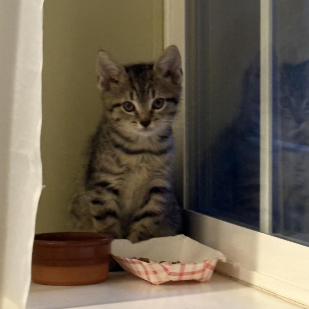 Leo, a Adoptable Domestic Short Hair in Germantown, MD image 2/6