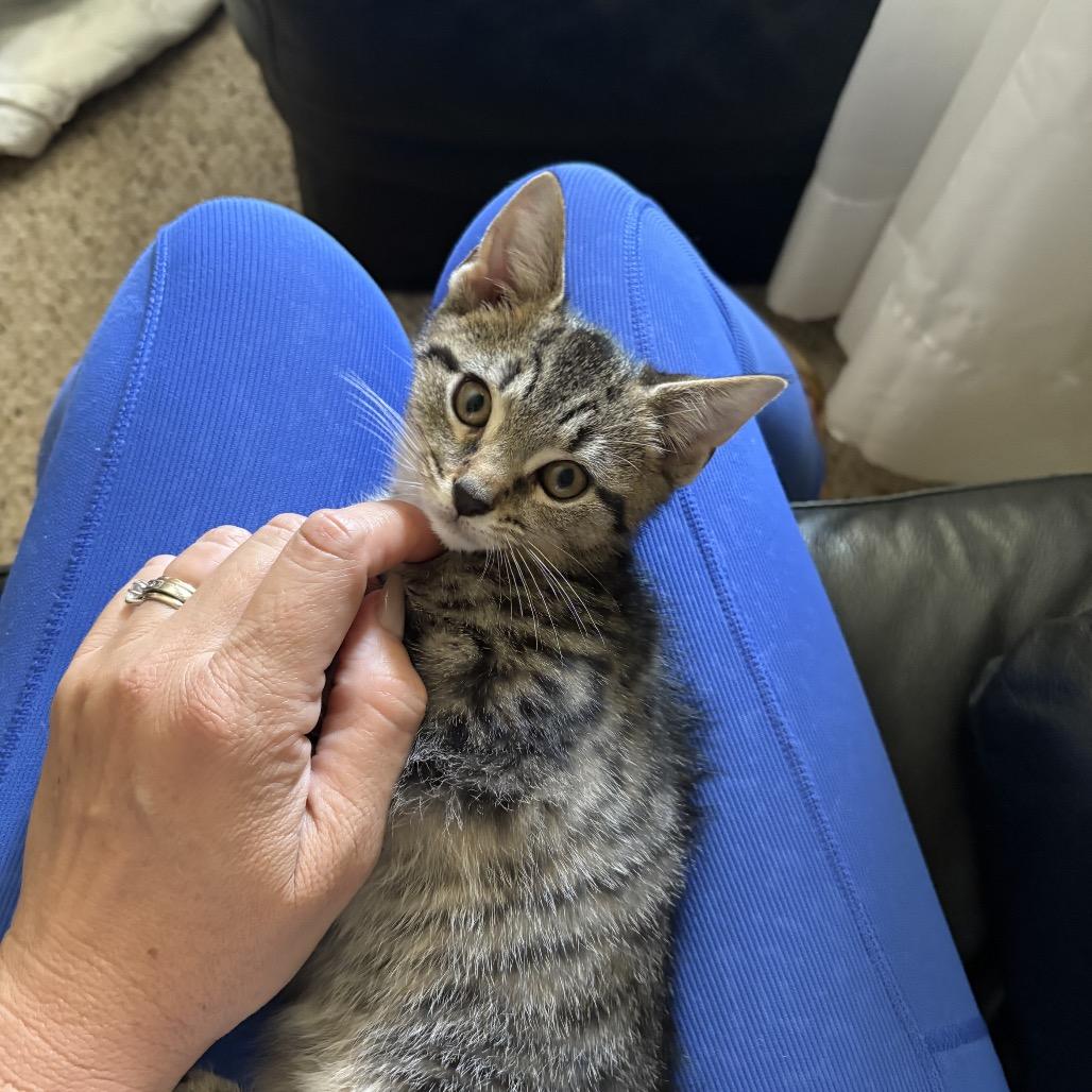 Leo, a Adoptable Domestic Short Hair in Germantown, MD image 3/6