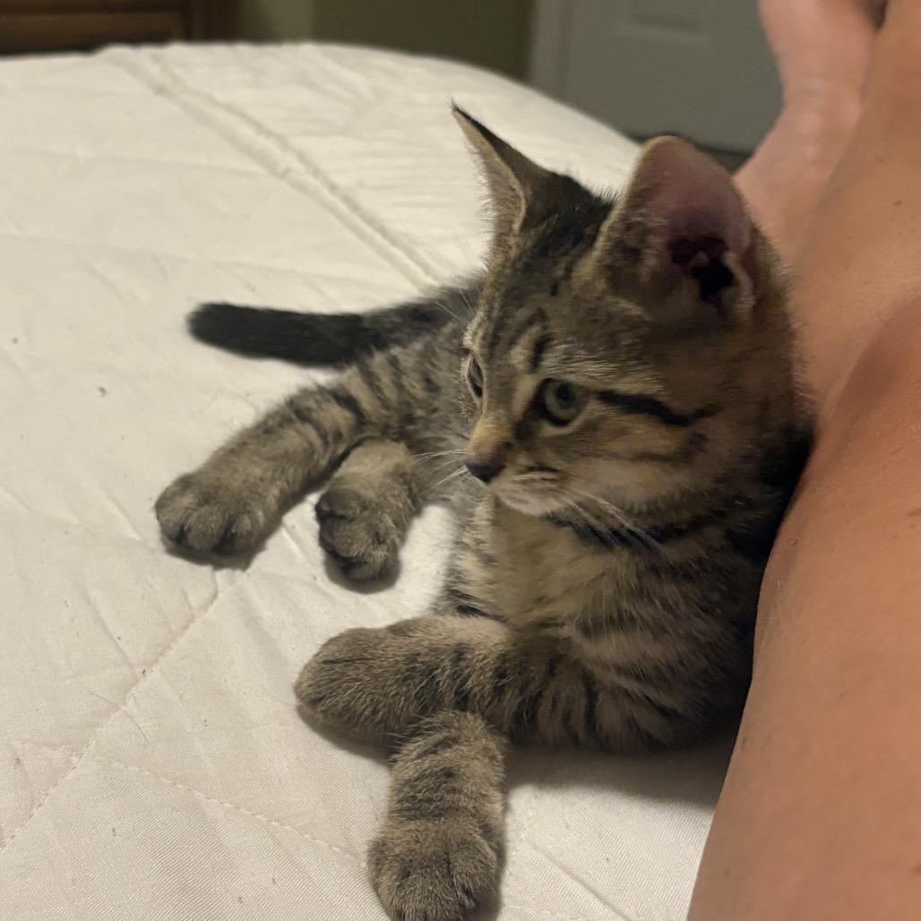 Leo, a Adoptable Domestic Short Hair in Germantown, MD image 4/6