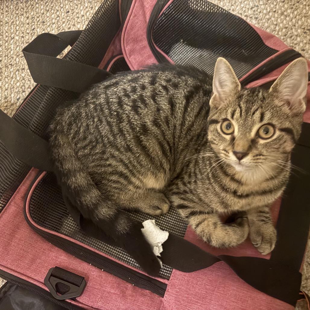 Leo, a Adoptable Domestic Short Hair in Germantown, MD image 5/6