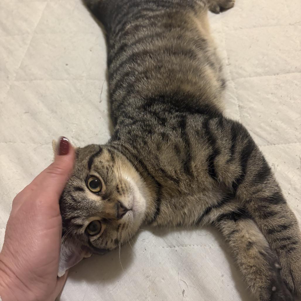 Leo, a Adoptable Domestic Short Hair in Germantown, MD image 6/6