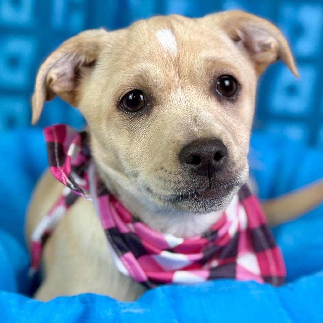 Enlarge Charm!   A lucky charm from Texas!   Will be small! , a Adoptable Mixed Breed in Princeton, NJ image 5/6