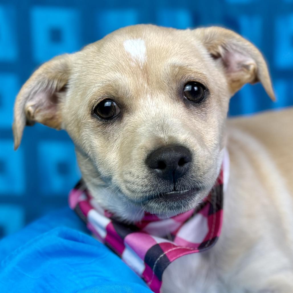 Enlarge Charm!   A lucky charm from Texas!   Will be small! , a Adoptable Mixed Breed in Princeton, NJ image 1/6