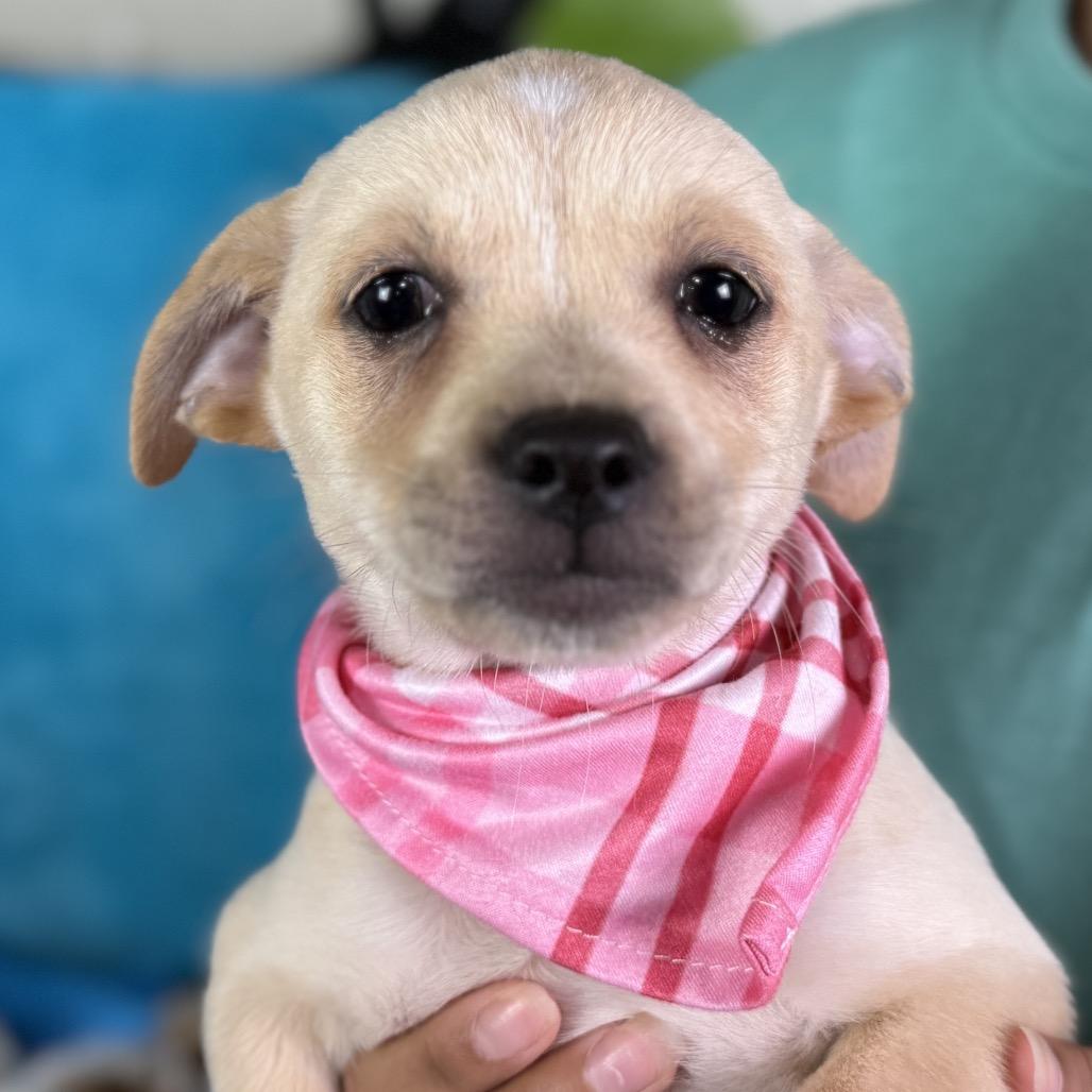 Enlarge Charm!   A lucky charm from Texas!   Will be small! , a Adoptable Mixed Breed in Princeton, NJ image 3/6