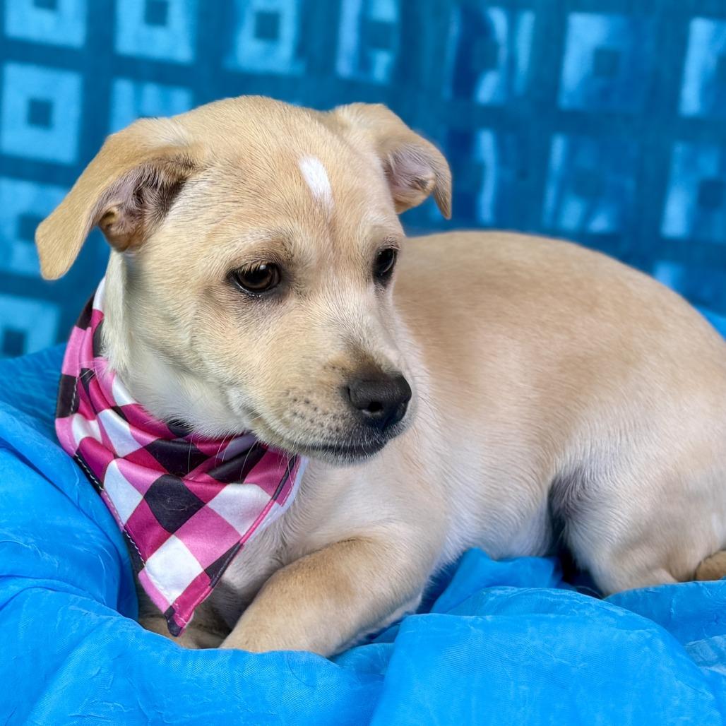 Enlarge Charm!   A lucky charm from Texas!   Will be small! , a Adoptable Mixed Breed in Princeton, NJ image 4/6