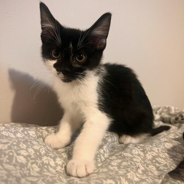 Enlarge Linguini, an adopted Domestic Short Hair in Watertown, WI image 1/1