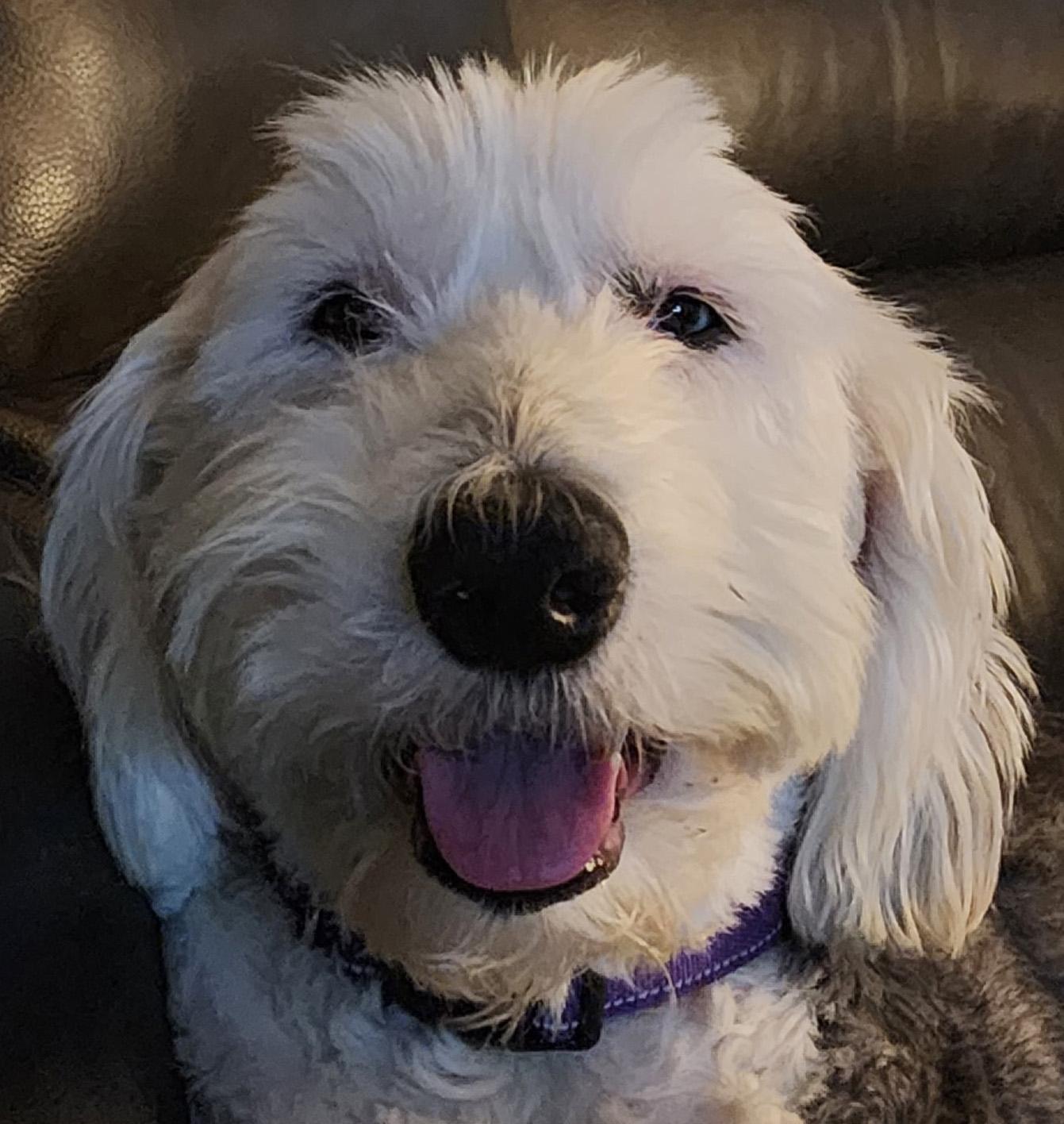 Enlarge Shelby, a ADOPTABLE Old English Sheepdog in Lincoln, MA image 3/3