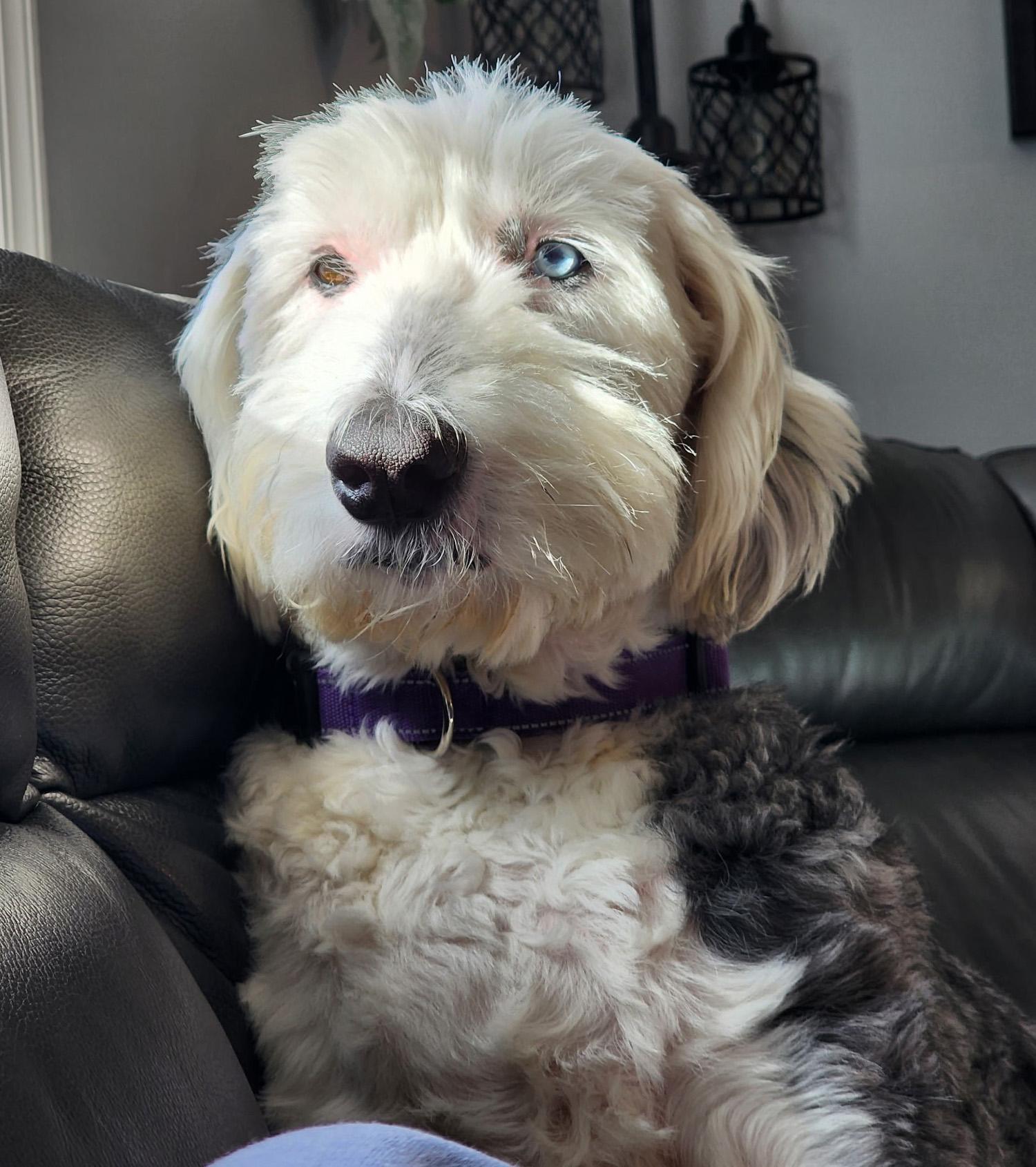 Enlarge Shelby, a ADOPTABLE Old English Sheepdog in Lincoln, MA image 2/3