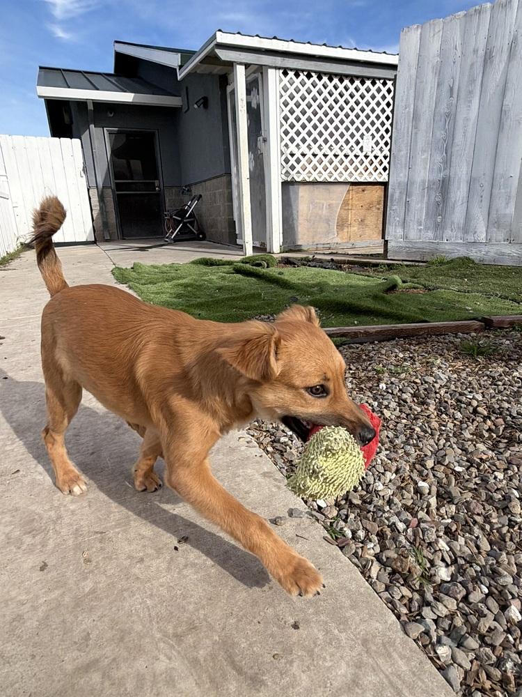 Enlarge Scrappy Doo, a Adoptable mixed breed in Stockton, CA image 1/4