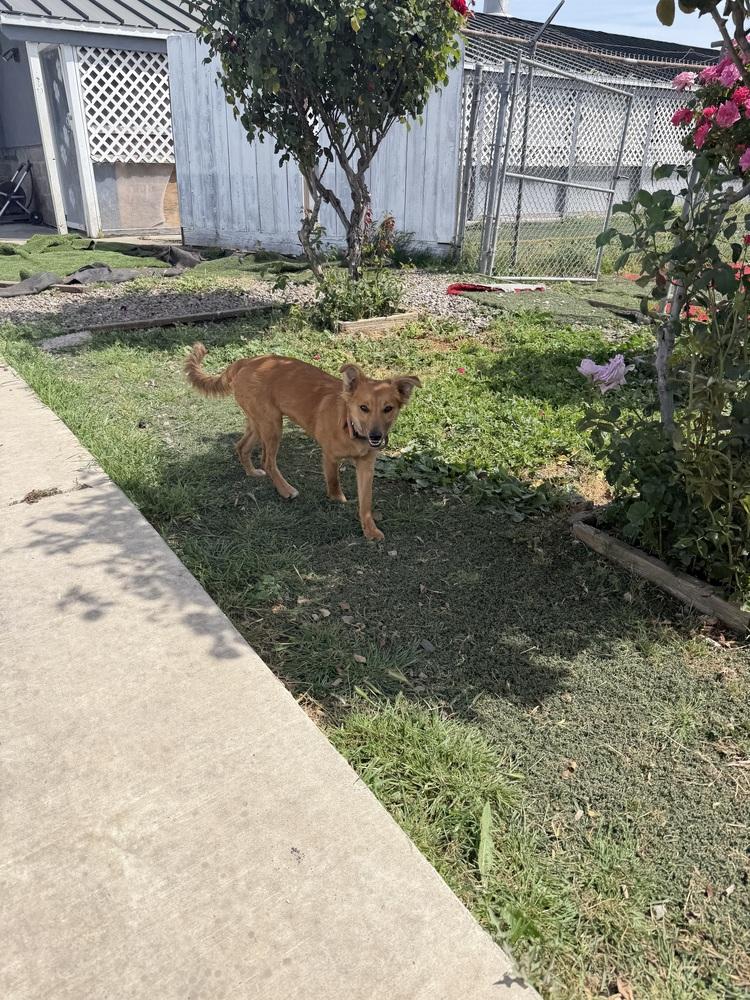 Enlarge Scrappy Doo, a Adoptable mixed breed in Stockton, CA image 2/4