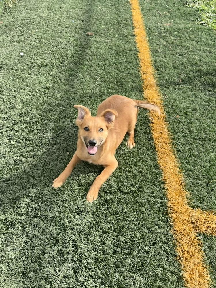 Enlarge Scrappy Doo, a Adoptable mixed breed in Stockton, CA image 4/4