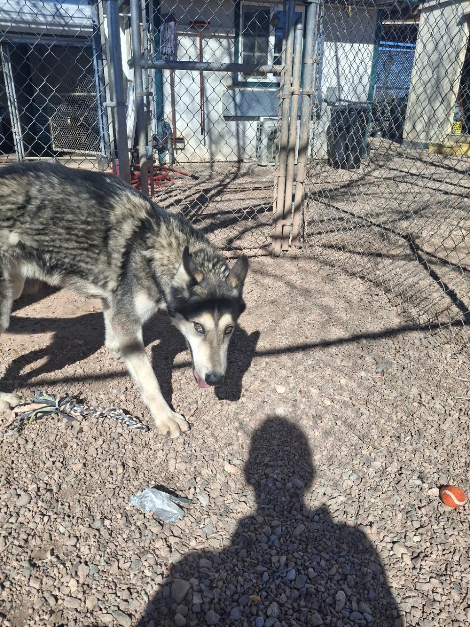 Rhea, adopted, Young Female Shepherd.