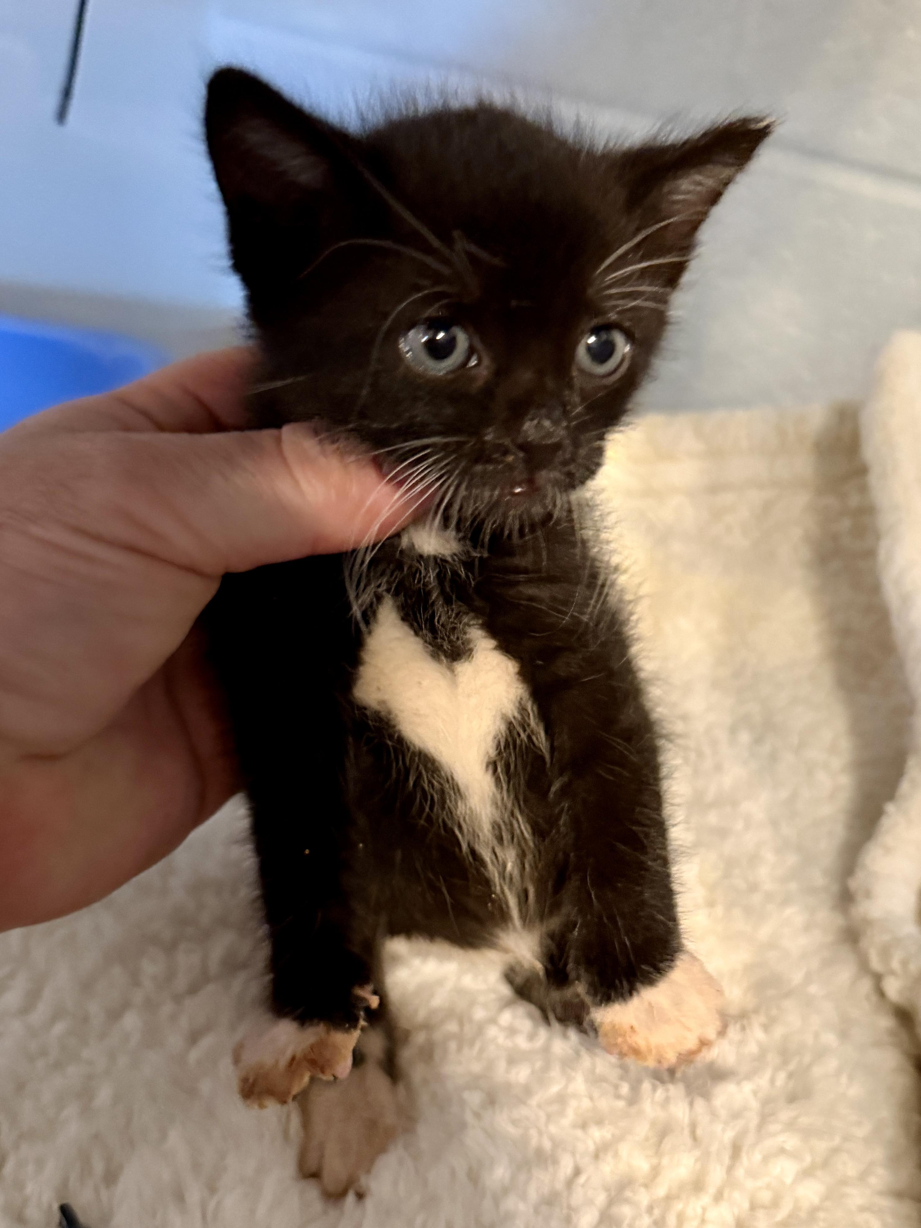 Enlarge Picklebean, a Adopted Domestic Short Hair in Honolulu, HI image 1/2