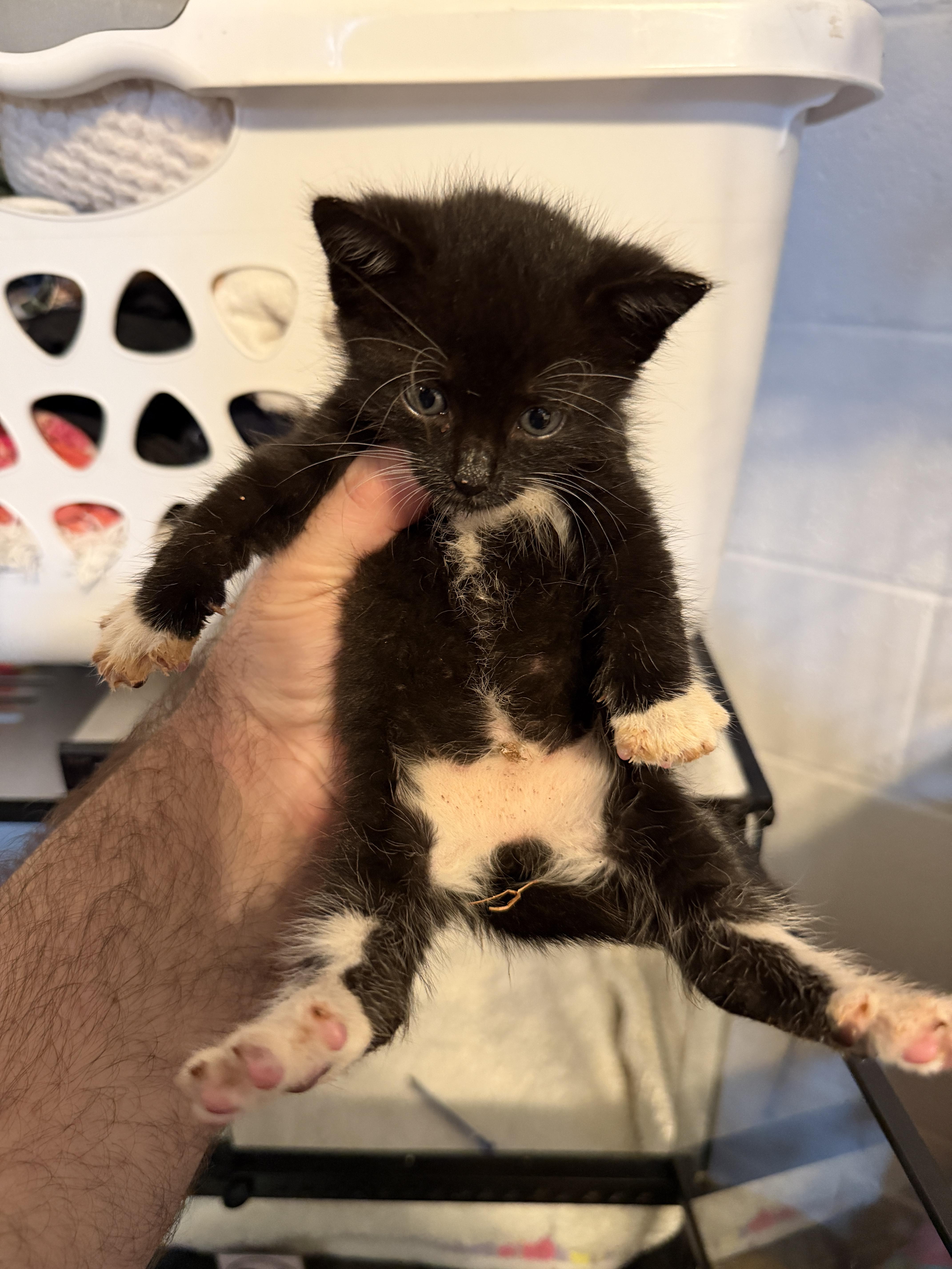 Enlarge Picklebean, a Adopted Domestic Short Hair in Honolulu, HI image 2/2