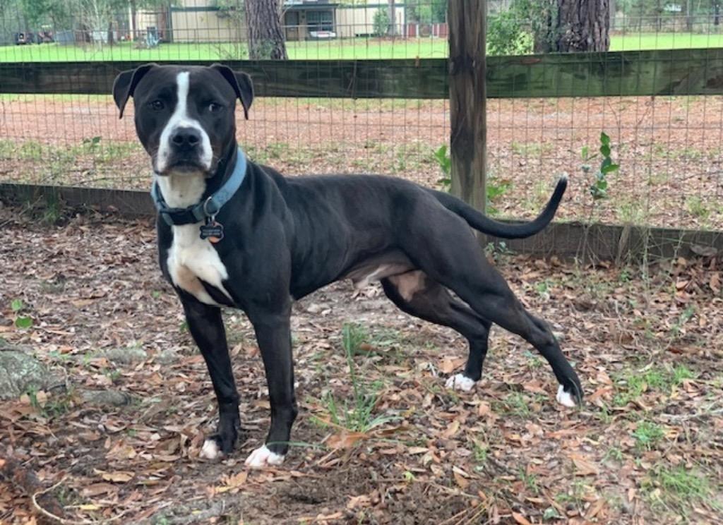 Jersey, Adopted, Adult Male Pit Bull Terrier.