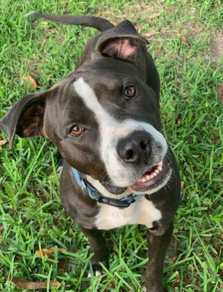 Jersey, a Adopted Pit Bull Terrier in CONROE, TX image 2/5