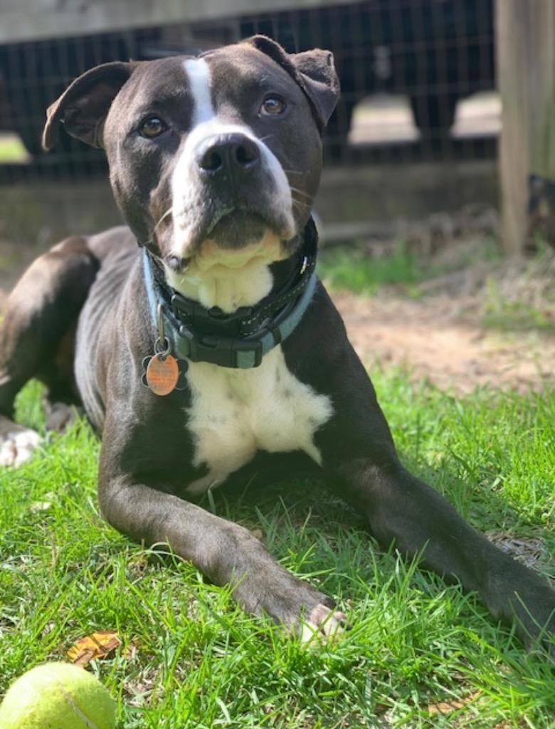 Jersey, a Adopted Pit Bull Terrier in CONROE, TX image 3/5