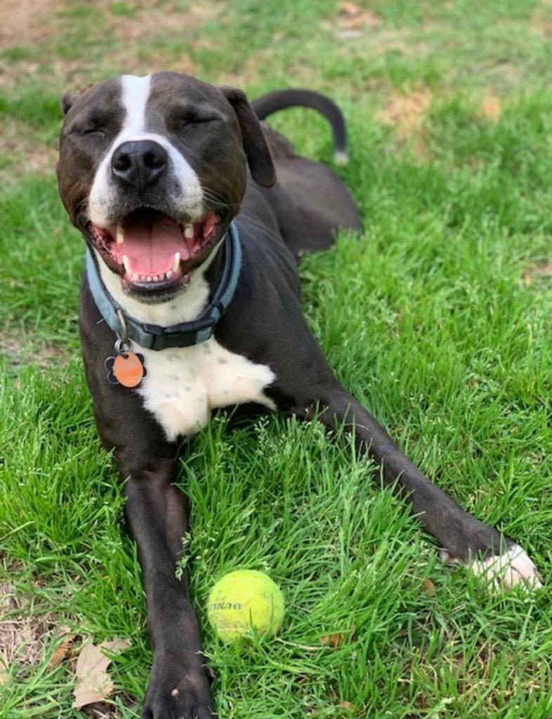 Jersey, a Adopted Pit Bull Terrier in CONROE, TX image 4/5
