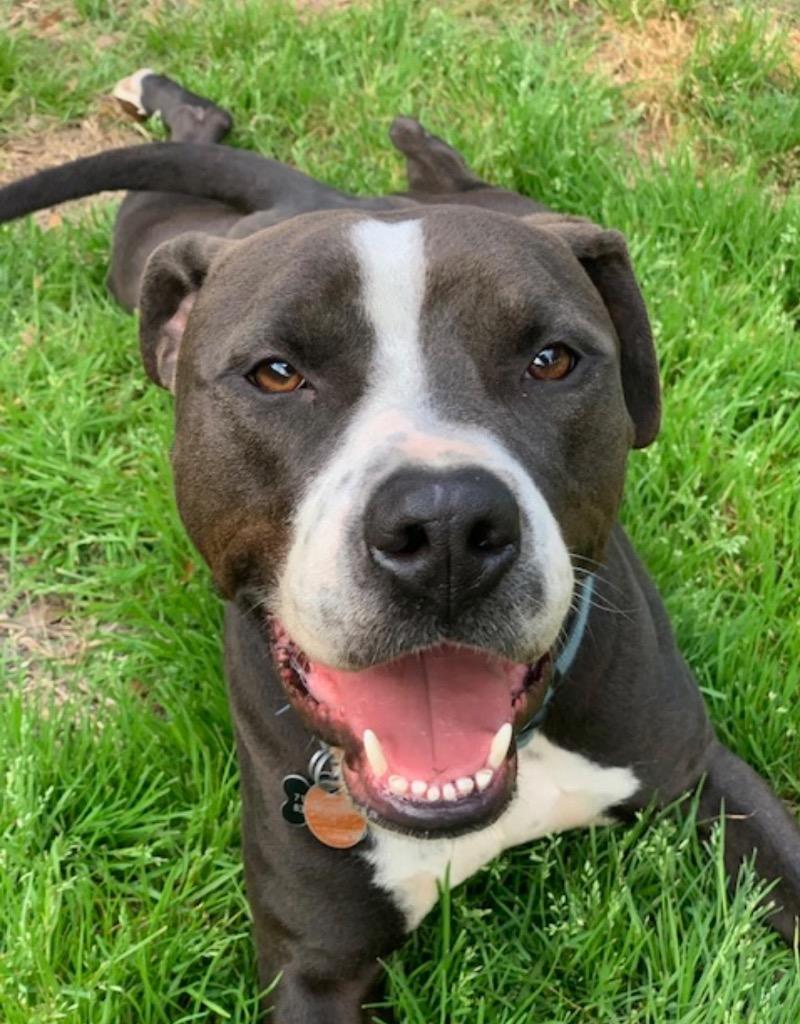 Jersey, a Adopted Pit Bull Terrier in CONROE, TX image 5/5
