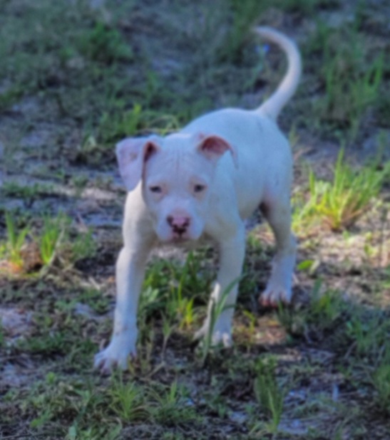 Snowball, an adopted American Staffordshire Terrier Mix in Saint Augustine, FL_image-1