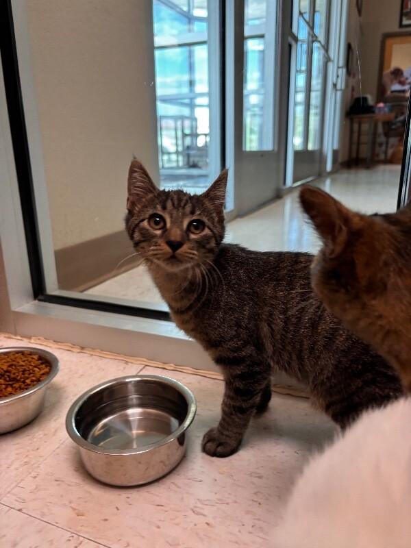 Enlarge Alfonso, a Adoptable Domestic Short Hair in Hobbs, NM image 1/1