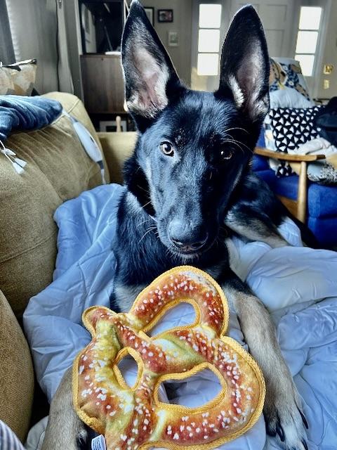 Enlarge Xeno, an adopted German Shepherd Dog in Albany, NY image 2/5