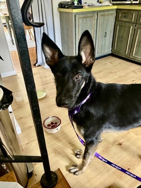 Enlarge Xeno, an adopted German Shepherd Dog in Albany, NY image 3/5