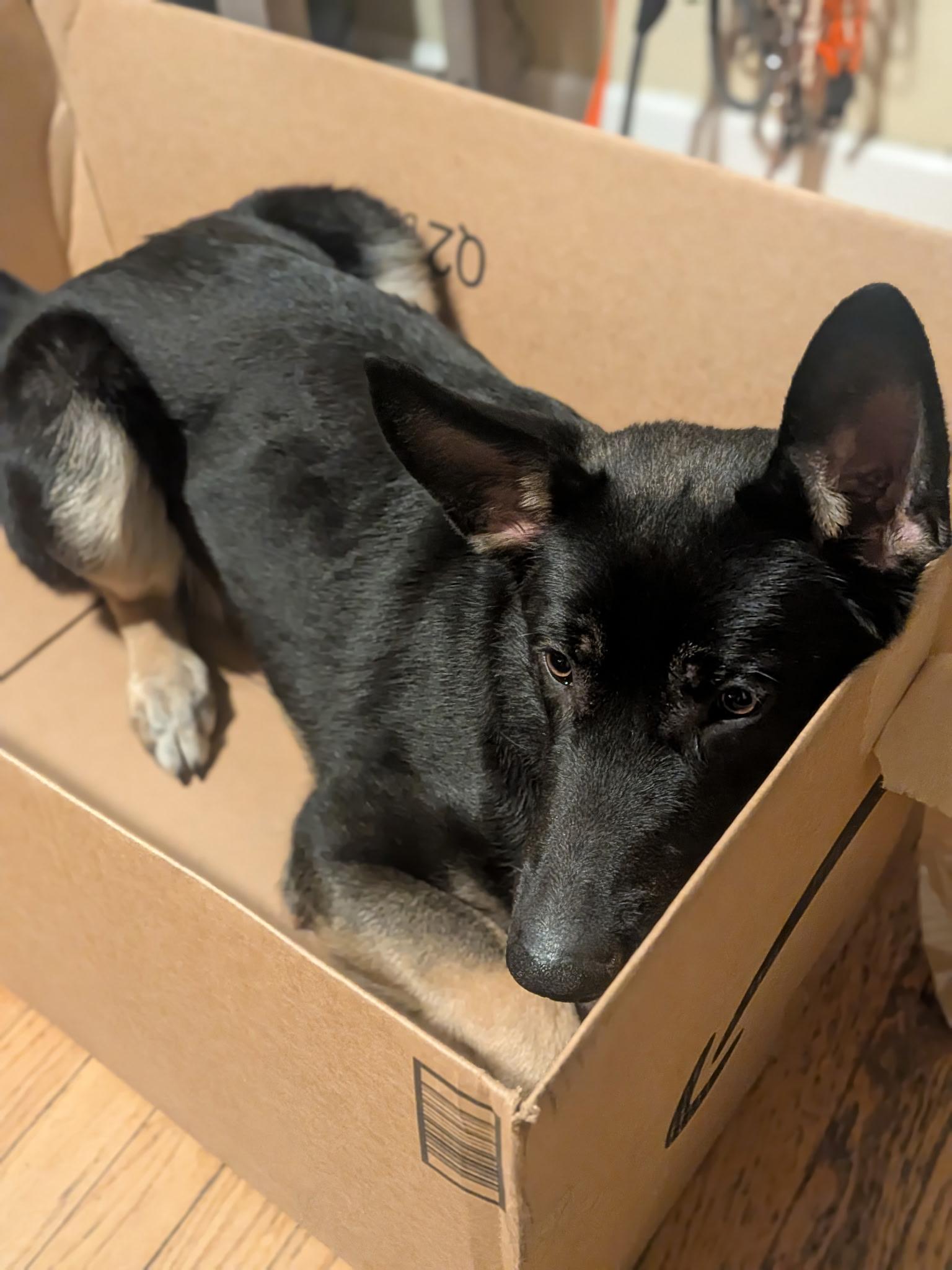 Enlarge Xeno, an adopted German Shepherd Dog in Albany, NY image 4/5