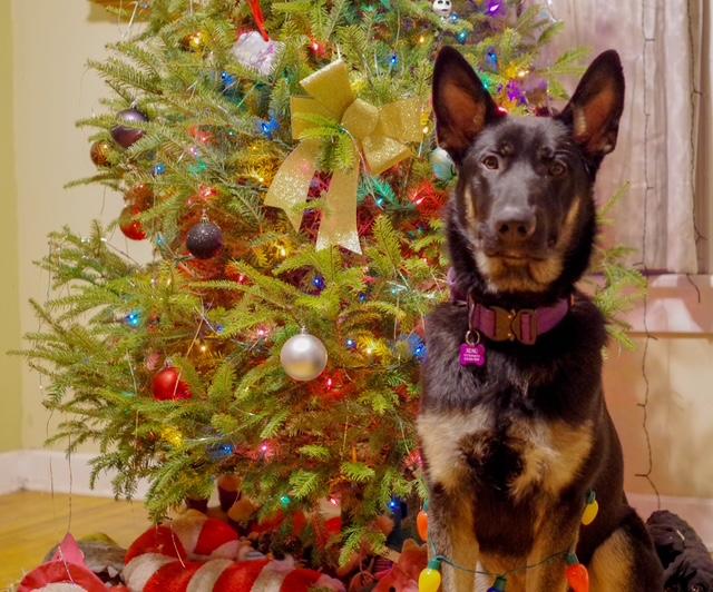 Enlarge Xeno, an adopted German Shepherd Dog in Albany, NY image 1/5