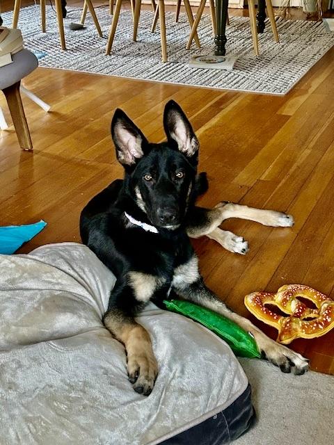 Enlarge Xeno, an adopted German Shepherd Dog in Albany, NY image 5/5