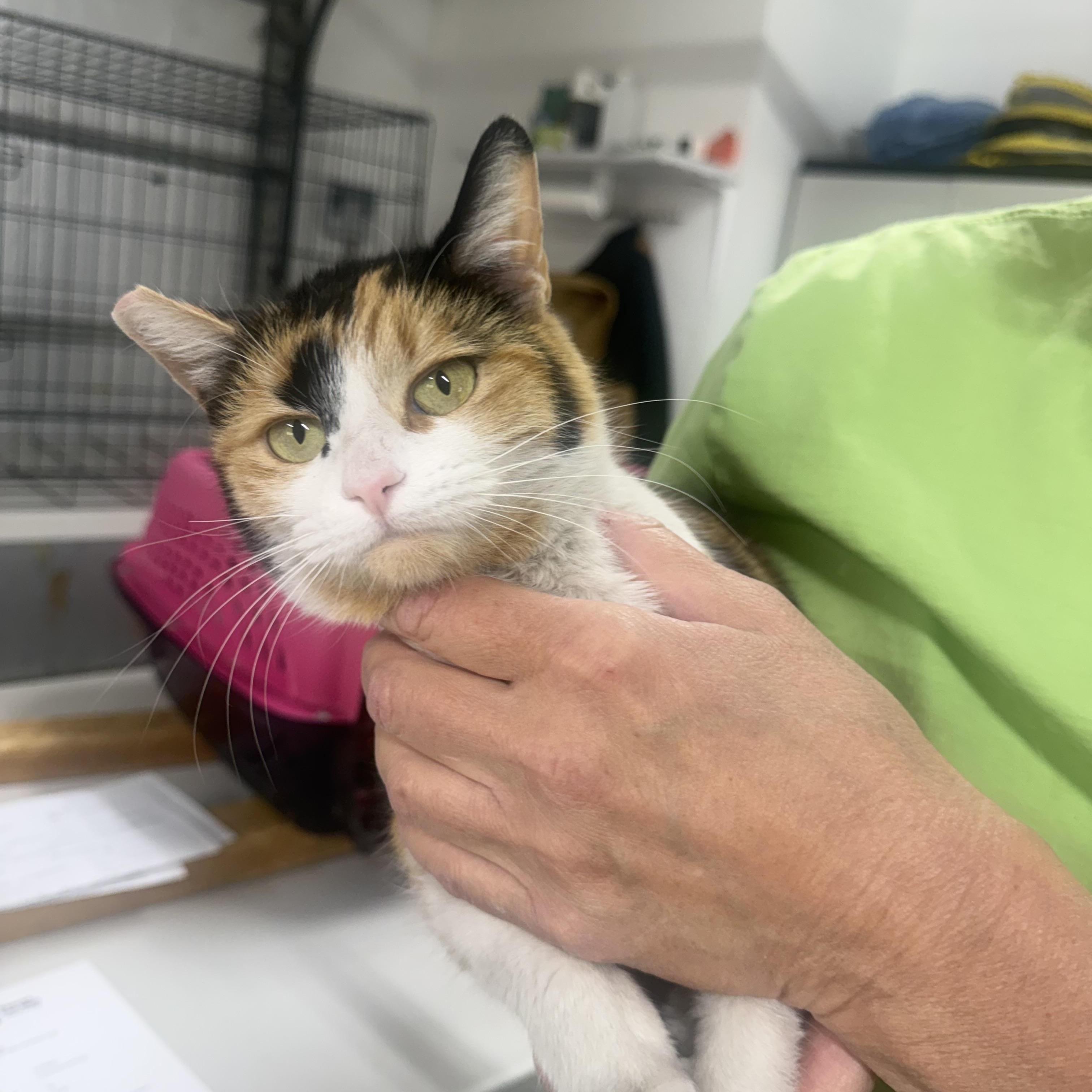 Sunbeam, ADOPTABLE, Adult Female Calico.