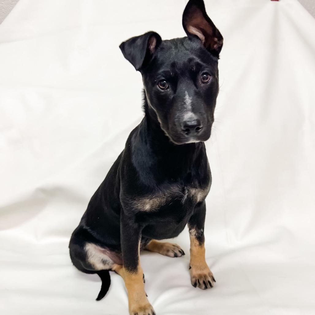 Enlarge 669 (2026) Lexi, a Adoptable mixed breed in Parker, CO image 1/6